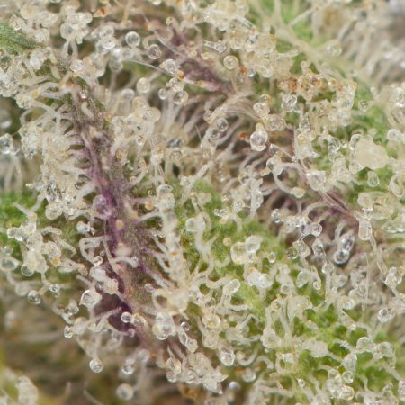 Buy Tom Ford Pink Death Online Green Society