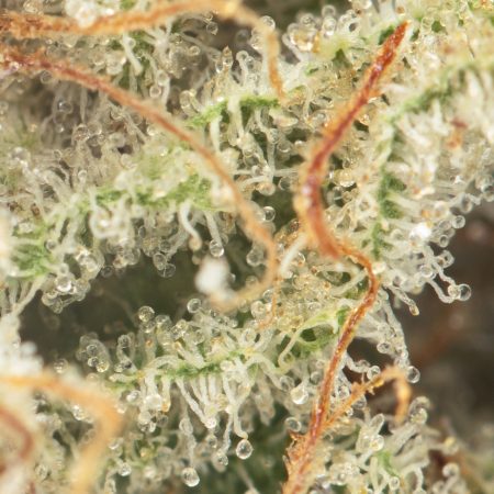 Buy Where's My Bike Strain Online Green Society