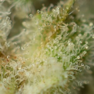 Buy White Runtz Strain Online Green Society