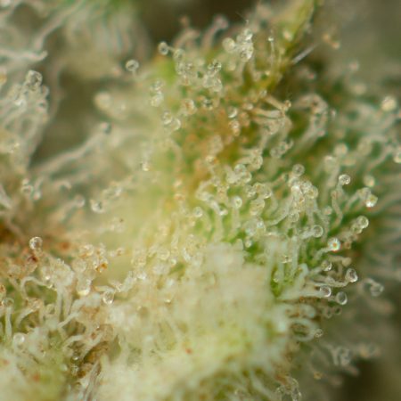 Buy White Runtz Strain Online Green Society