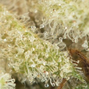 Buy Animal Crackers Strain Online Green Society