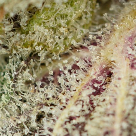 Buy Biscotti Strain Online Green Society