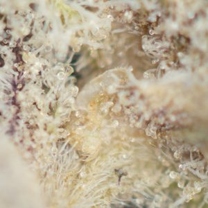 Buy Cereal Milk Strain Online Green Society