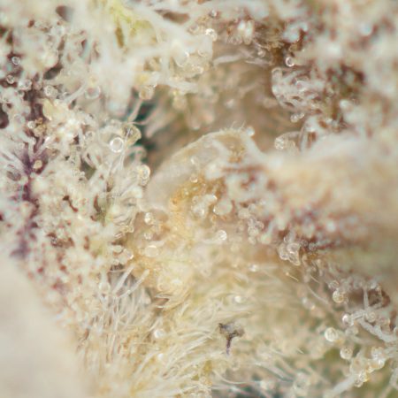 Buy Cereal Milk Strain Online Green Society