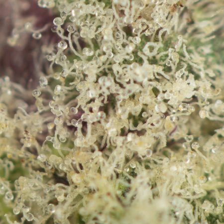 Buy Frosty Gelato Strain Online Green Society