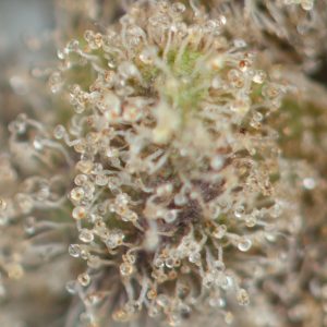Buy Fruity Pebbles OG Online Green Society