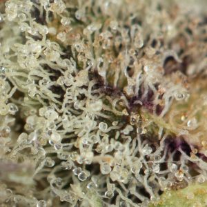 Buy Papaya Cake Strain Online Green Society