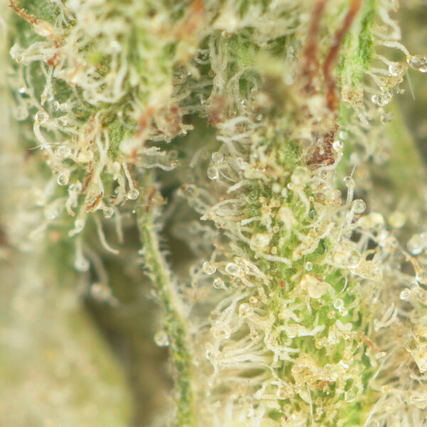 Buy Sour Diesel Online Green Society