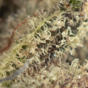 Buy Strawberry Cough Strain Online Green Society