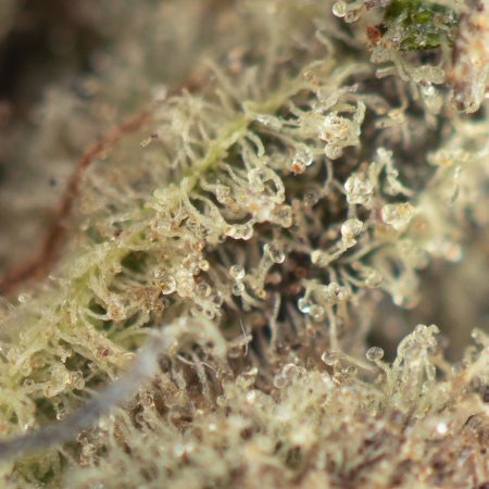 Buy Strawberry Cough Strain Online Green Society