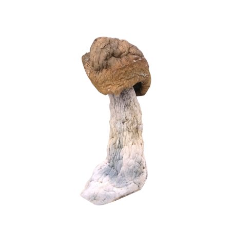 Buy Tidal Wave Cubensis Strain Online Green Society