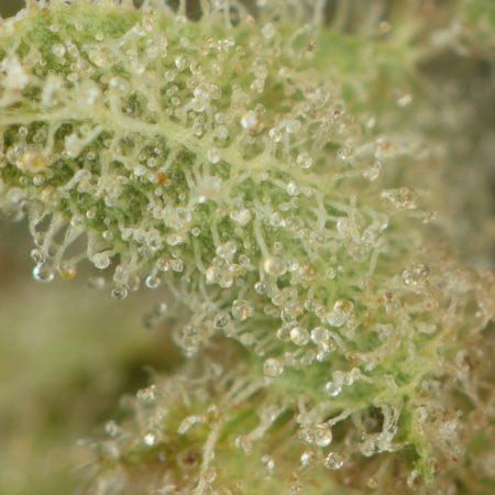 Buy UK Cheese Strain Online Green Society