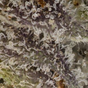 Buy Black Lime Reserve Online Green Society