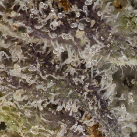 Buy Black Lime Reserve Online Green Society