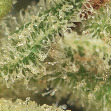 Buy Gorilla Glue #4 Online Green Society
