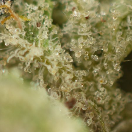 Buy Key Lime Pie Strain Online Green Society