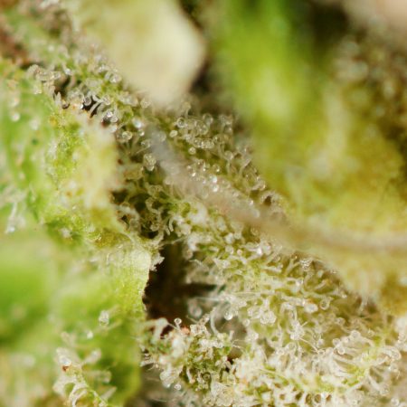 Buy Northern Lights Strain Online Green Society