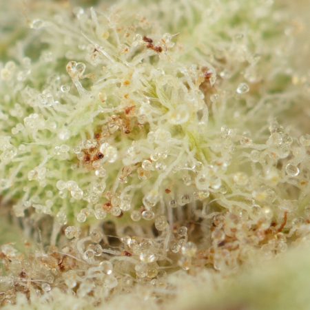 Buy Twisted Citrus Strain Online Green Society