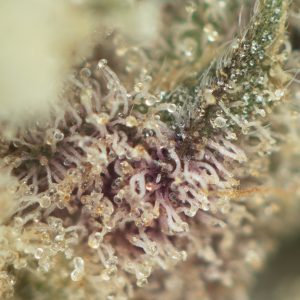 Buy Animal Face #10 Strain Online Green Society