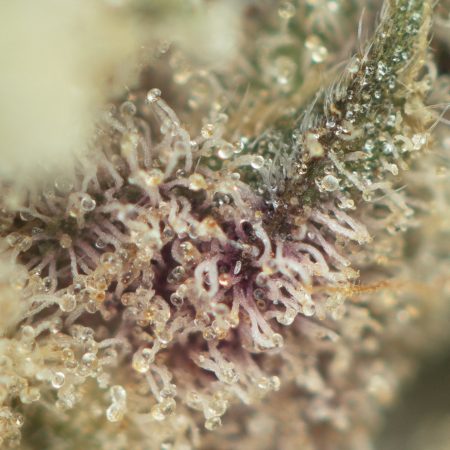 Buy Animal Face #10 Strain Online Green Society