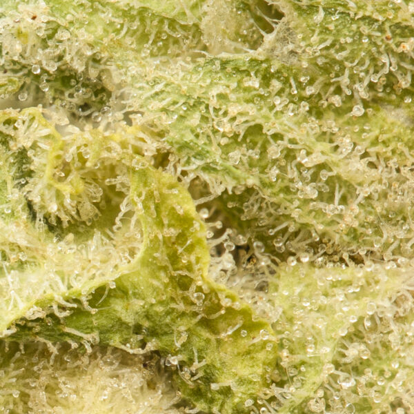 Buy BC Kush Strain Online Green Society