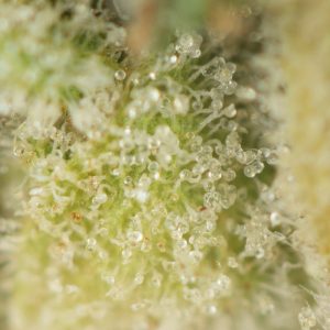 Buy First Class Funk Strain Online Green Society
