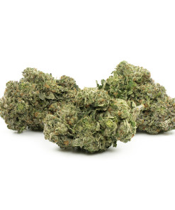 Buy First Class Funk Strain Online Green Society
