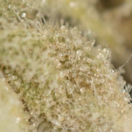 Buy Jealousy Strain Online Green Society