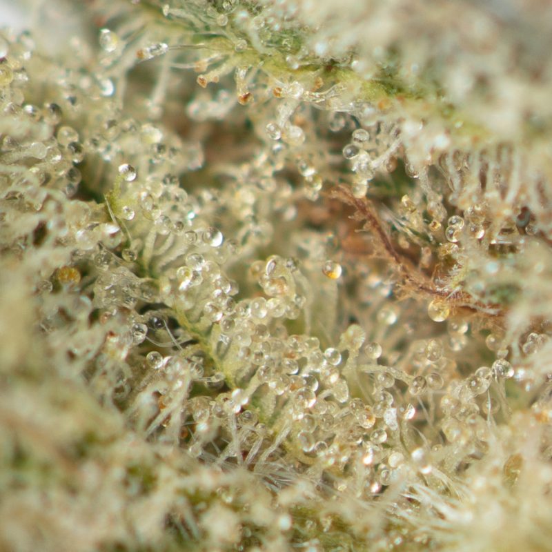 Jelly Breath Buy Weed Online Green Society