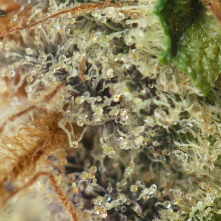 Buy London Pound Cake Online Green Society