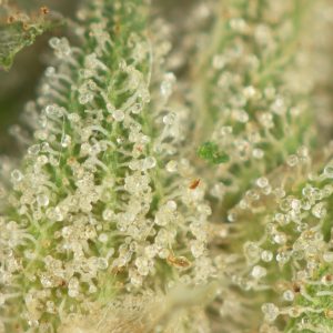 Buy OG Diesel Kush Online Green Society