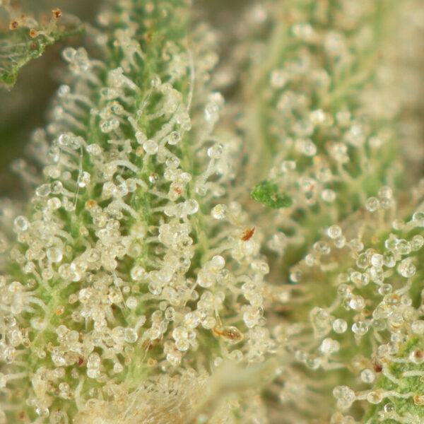 Buy OG Diesel Kush Online Green Society