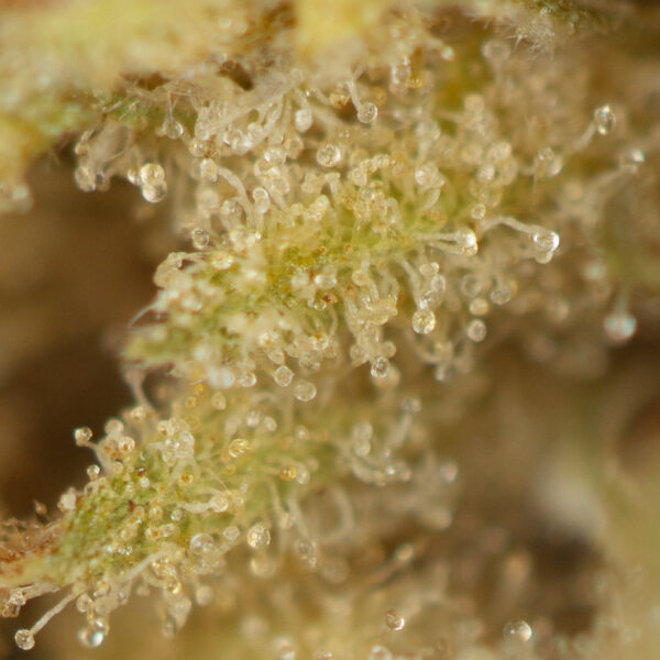 Buy Sour Cookies Online Green Society