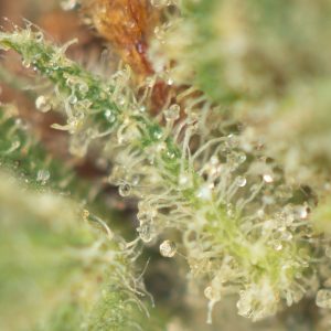 Buy Frankie's Incense Haze Online Green Society