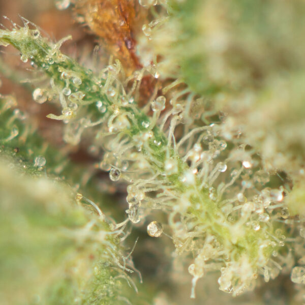 Buy Frankie's Incense Haze Online Green Society