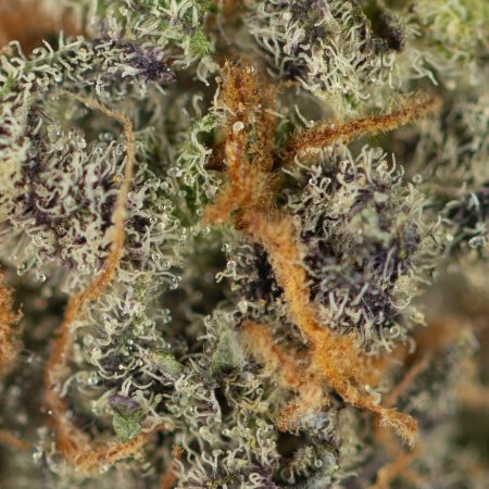 Peanut Butter Breath (macro)