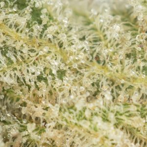 Buy Pre-98 Bubba Kush Online Green Society