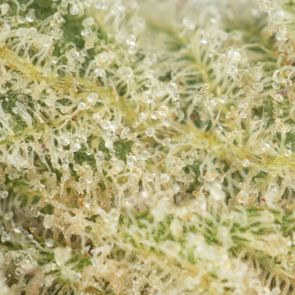 Buy Pre-98 Bubba Kush Online Green Society