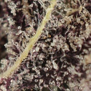 Buy Black Cherry Soda Strain Online Green Society