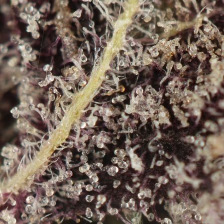 Buy Black Cherry Soda Strain Online Green Society