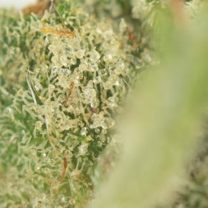 Buy Death Bubba (Bulk) Online Green Society