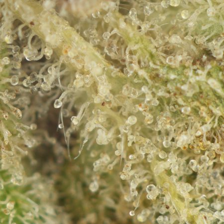 Buy Death Bubba (Smalls) Online Green Society