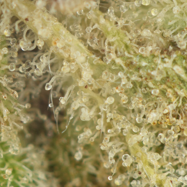 Buy Death Bubba (Smalls) Online Green Society