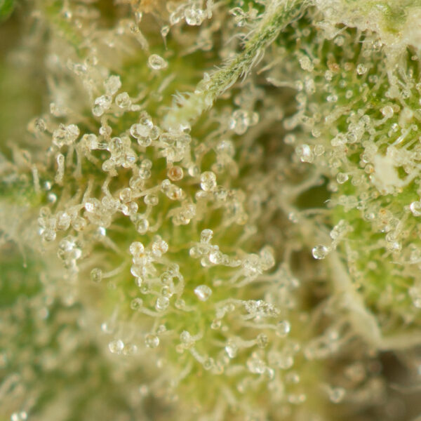 Buy Girl Scout Cookies Online Green Society