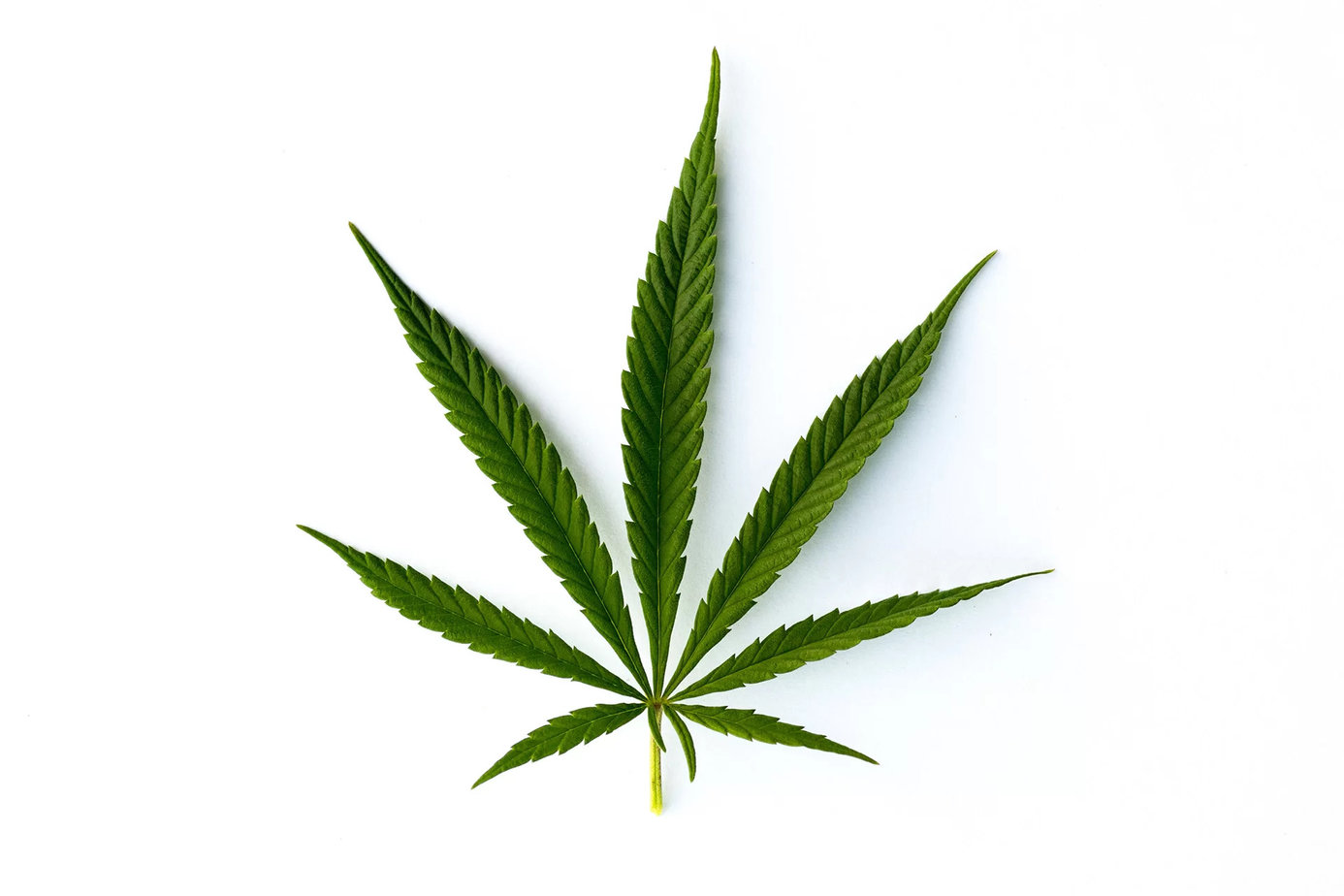 Sativa Effects: X Benefits You Should Know ~ Green Society Blog