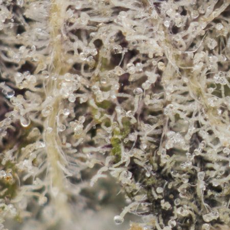 Buy Blackberry Cream Strain Online Green Society