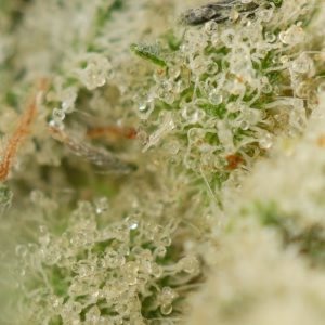 Buy LA Kush Cake (Smalls) Online Green Society