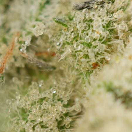 Buy LA Kush Cake (Smalls) Online Green Society