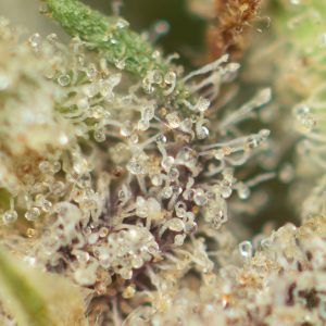 Buy Meat Breath Online Green Society