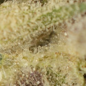 Purple Kush (Bulk)
